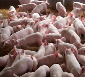 養(yǎng)豬用硫酸亞鐵